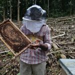 La cría de abejas fomenta el desarrollo sustentable en Playa de Oro