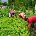 Prefectura fomenta la producción sostenible del cacao