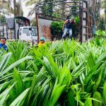 Prefectura realiza nueva entrega de 630 plantas de palma híbrida