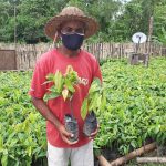 Prefectura dona cerca de 10 mil plantas de cacao a comunidad del cantón Rioverde