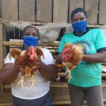 Proyecto avícola mejora condiciones de vida de familias de la parroquia Selva Alegre.
