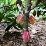 Prefectura trabaja para reducir contaminación en granos del cacao.