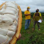 Cerca de 100 mil plantas de cacao han sido entregadas por la Prefectura.