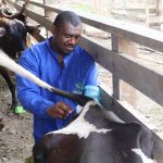 Prefectura impulsa el mejoramiento reproductivo en el ganado bovino de la Provincia.