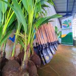 Cadena productiva de coco continúa sus labores, como parte del Fomento y Desarrollo Productivo de la Prefectura de Esmeraldas.