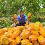 Prefectura de Esmeraldas fortalece producción de cacao en la parroquia Carondelet.