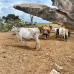 Prefectura de Esmeraldas impulsa el mejoramiento genético del ganado en el cantón Muisne.