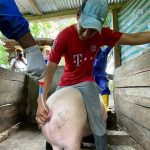 Productores porcinos aprenden inseminación artificial