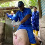 Prefectura de Esmeraldas realiza inseminación artificial en cerdas