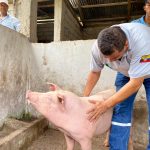 La cría de cerdos de raza, como alternativa de producción, es otro de los exitosos programas que ejecuta la Prefectura de Esmeraldas.