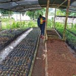 Prefectura de Esmeraldas continúa el programa de reforestación de cuencas hidrográficas