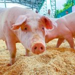 La cría y producción porcina en la provincia, otra iniciativa de la Prefectura para la reactivación económica.