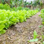 <strong>Prefectura de Esmeraldas continúa impulsando la producción y reproducción de plantas en sus viveros agroforestales.</strong>