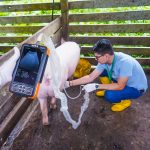 <strong>Prefectura de Esmeraldas y su programa de cría de cerdos, otro logro entorno a los programas de fomento productivo.</strong>