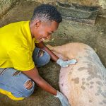 <strong>Prefectura de Esmeraldas fortalece la producción porcina en el cantón Eloy Alfaro.</strong>