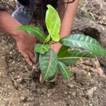 Prefectura de Esmeraldas realiza reforestación en la comunidad Guariche.