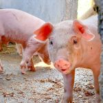 Prefectura de Esmeraldas fortalece la producción porcina en la zona norte de la provincia.
