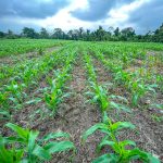 Prefectura de Esmeraldas implementará cosecha de maíz en los siete cantones de la provincia.