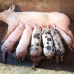 Proyecto de mejoramiento genético de cerdos beneficia a pequeños productores.