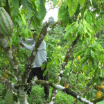 Prefectura de Esmeraldas continúa brindando su apoyo al cultivo de cacao en la provincia.