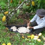 Prefectura de Esmeraldas impulsa la producción de cacao fino de aroma.