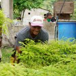 Más de 20 mil plantas entregadas por Prefectura fortalecen la producción forestal en Cube, Quinindé.