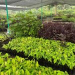 Vivero Agroforestal San Mateo de la Prefectura de Esmeraldas genera 50 mil plantas mensuales.