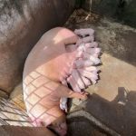 Proyecto de mejoramiento genético porcino genera resultados positivos en familias esmeraldeñas.